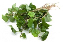 Cây diếp cá chữa trĩ, tắc tia sữa, đau nhức mắt