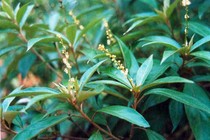 Khổ sâm trị viêm loét dạ dày tá tràng