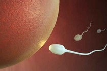 Tinh trùng ít có thể có con?