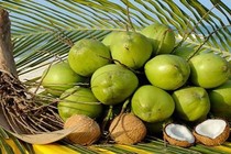 Bóc vỏ quả dừa tự động