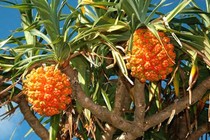 Cách dùng quả dứa dại chữa đái buốt, đái rắt