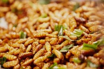 Nhộng tằm ngăn loãng xương, xốp xương