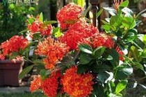 Đơn đỏ chữa kiết lỵ