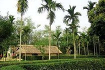 Hạt cau trị giun, bụng khó tiêu, đầy trướng