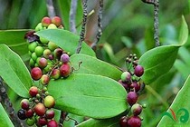 Khúc khắc tốt cho xương khớp