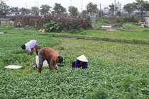 Hà Nội: Nước thải ngập kênh thủy lợi, hoa màu “khát” nước sạch