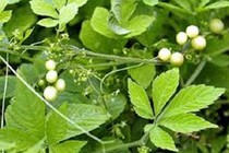 Giảo cổ lam trị các bệnh về gan
