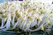 Quá trình ủ quyết định thành phần giá đỗ
