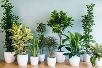 Thiết bị giúp cây trồng phát triển tốt hơn