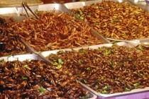 Châu chấu nhiều đạm