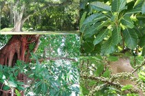 Cây trâu cổ trị u xơ tiền liệt tuyến