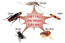 Thuốc diệt côn trùng không mùi vẫn độc hại
