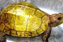 Sự  thật về công dụng của thịt rùa vàng 