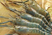 Dinh dưỡng học đường: Khoáng chất quan trọng đối với trẻ