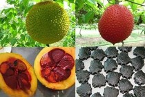 Hạt gấc trị đau khớp