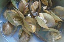 Thịt trai chữa đau nhức cơ xương, sinh lý yếu        