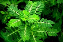 Bài thuốc hạ mỡ máu, phòng chữa béo phì