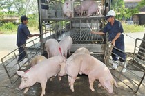 Giá bán lẻ thịt lợn vẫn cao dù lợn hơi đã giảm