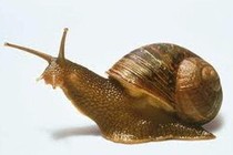 Ốc sên + măng tre chữa hen suyễn