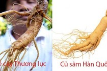 Phân biệt thương lục với nhân sâm