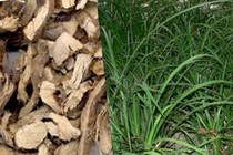 Thạch xương bồ điều trị tai biến mạch máu não