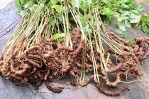 Trồng sâm Ngọc Linh bằng khí canh