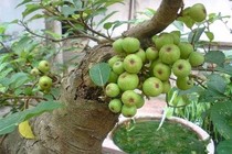Sung trị táo bón