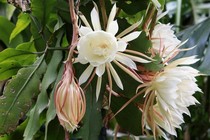 Hoa quỳnh chữa sỏi thận