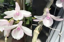 Giá trị của hoa lan đột biến