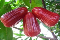 Rượu từ quả roi