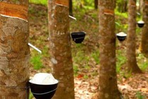 Xuất khẩu cao su Việt Nam tăng mạnh trong quý 1/2021