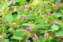 Chữa sỏi thận bằng Đông y 