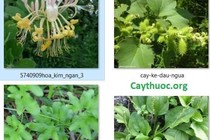 Thuốc Đông y chữa viêm đường tiết niệu