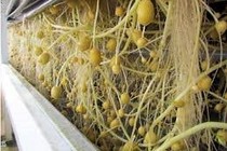 Khoai tây khí canh vẫn thơm ngon
