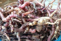 Món ăn - bài thuốc cho người sa tử cung