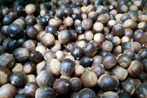 Hạt dẻ - vị thuốc quý