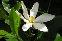 Suy thận có chữa được không? Cần làm gì để khắc phục bệnh hiệu quả?
