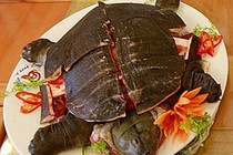 Thịt rùa chữa đau xương khớp