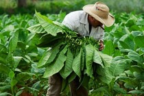 Sản xuất kháng nguyên virus cúm A/H5N1 từ cây thuốc lá