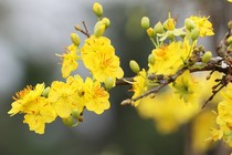 Chăm sóc cây mai sau Tết