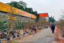 Hà Nội: Sau Tết, thú chơi hoa bưởi cảnh, lê rừng “lên ngôi”