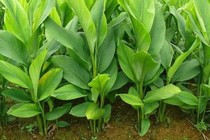 Củ nghệ hỗ trợ điều trị bệnh mạch vành