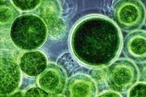 Vi tảo chống lão hóa da