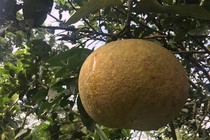Dung dịch diệt nấm độc hại trên cây bưởi