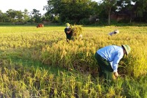 Tổ cắt lúa giúp dân vùng dịch 