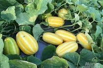 Giống dưa lê lạ mắt pha trộn gene nhập nội