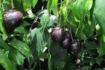 Lào Cai: 17 trẻ nhập viện, 1 trẻ tử vong sau khi ăn quả hồng châu 