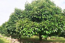 Việc chặt cành, thu gom lá cây măng cụt để bán cho thương lái trong thời kỳ chuẩn bị ra hoa quả là bất thường.