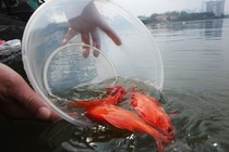 Thả cá chép ngày ông Công ông Táo thế nào cho đúng?