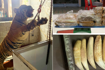 Tang vật bị công an thu giữ. Ảnh: Công an tỉnh Thanh Hóa.